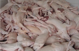  Bắt giữ, tiêu hủy hàng trăm kg thịt lợn thối